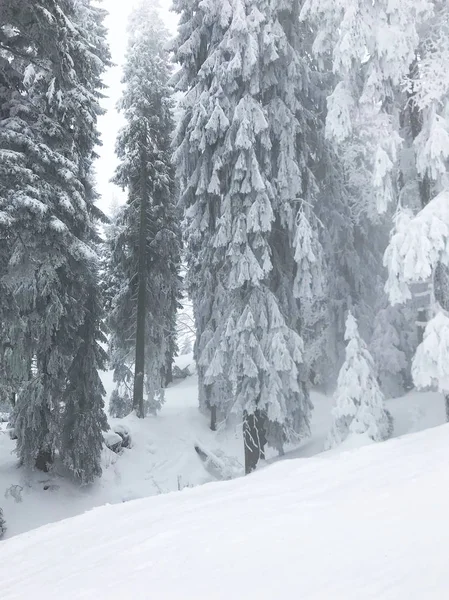 güzel kar iğneli orman sakin atış