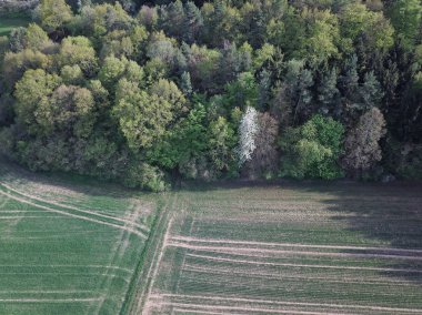 tarım alanının doğal üst görünümü, arka plan için tam kare çekim