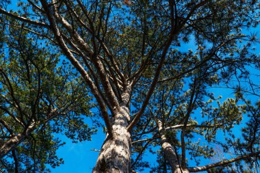 Ormanın sonbahar manzarası
