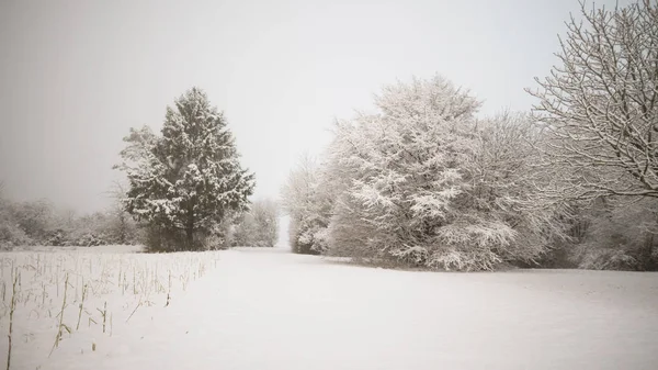 Vista Panorâmica Paisagem Inverno Com Árvores — Fotografia de Stock