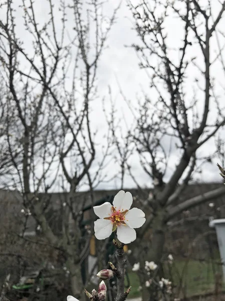 Güzel Çiçek Bitkisinin Yakın Görüntüsü — Stok fotoğraf