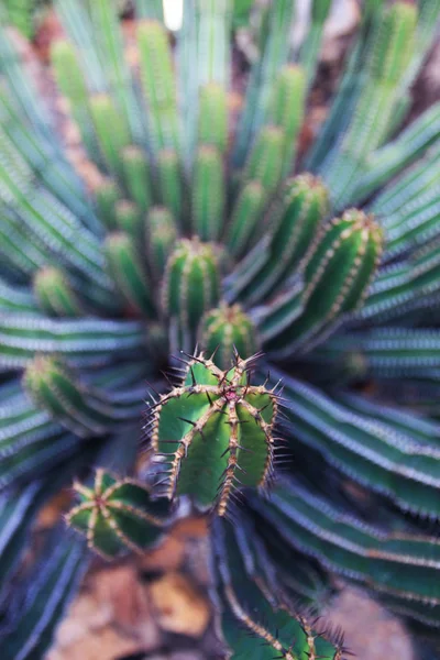 Closeup View Succulent Plants Details — Stock Photo, Image