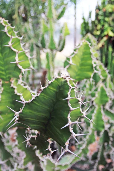 Vista Cerca Plantas Suculentas Detalles —  Fotos de Stock