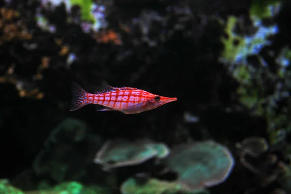 Scenic View Fascinating Underwater Life — Stock Photo, Image