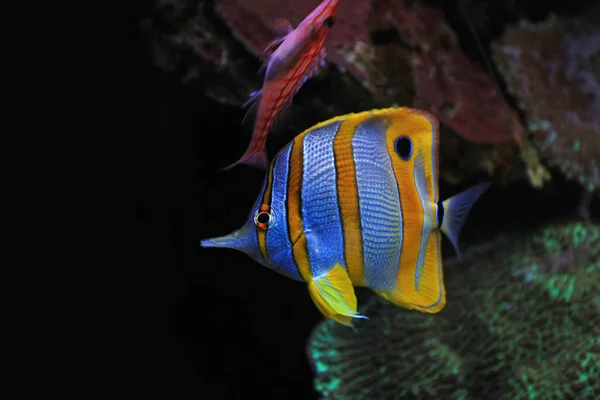 Scenic View Fascinating Underwater Life — Stock Photo, Image