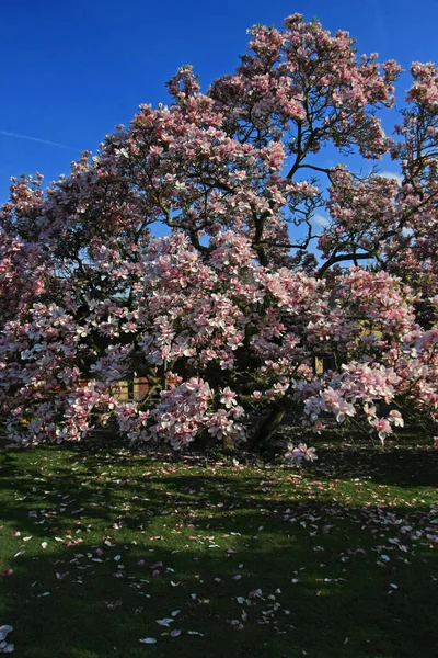 Blooming Magnolia Tree Park — Stock Photo, Image