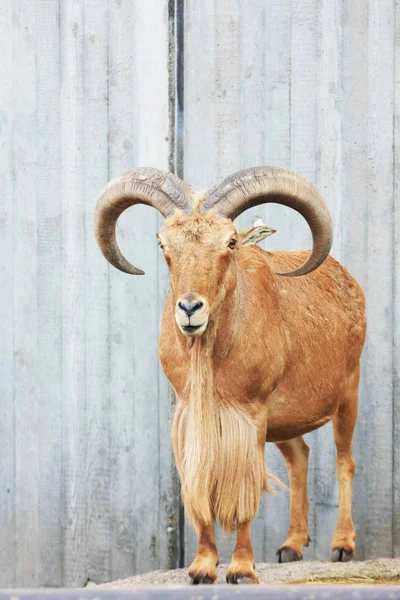 Mountain Goat Portrait Closeup View — Stock Photo, Image