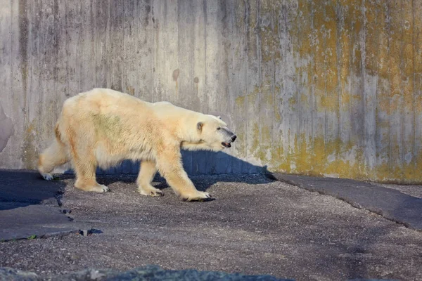 Close Shot Van Mooie Ijsbeer Zoo — Stockfoto