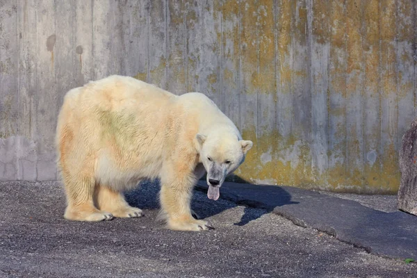 Közelről Lövés Gyönyörű Jegesmedve Állatkert — Stock Fotó