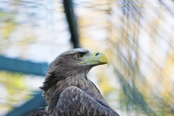 Brown eagle portrait closeup view