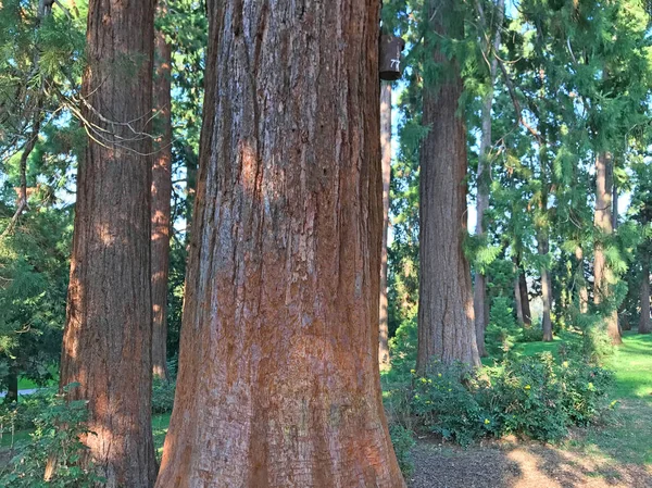 Malebný Pohled Krajinu Lesními Stromy — Stock fotografie