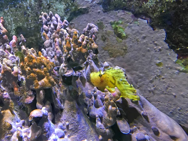 colorful fish near coral under water