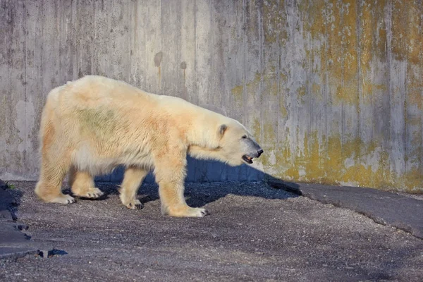Close Shot Beautiful Polar Bear Zoo — Stock Photo, Image