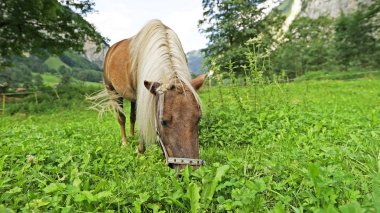 Otlakta beyaz yeleli güzel atın yakın görüntüsü 
