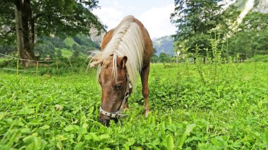 Otlakta beyaz yeleli güzel atın yakın görüntüsü 