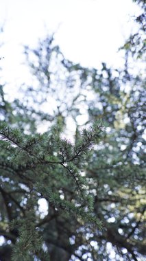 Ormandaki çam ağaçları, manzara