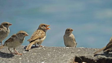 Nehir kenarındaki serçeler, yakın görüş