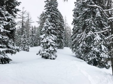 iğne yapraklı ağaçlar çok güzel karlı dağların sakin atış