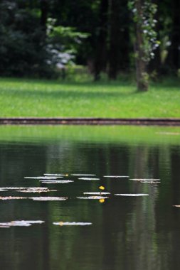 Yeşil göletli manzaralı manzara