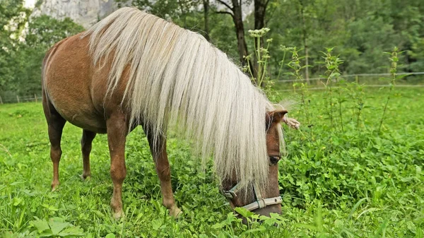 放牧中の白いたてがみを持つ美しい馬の近景 — ストック写真