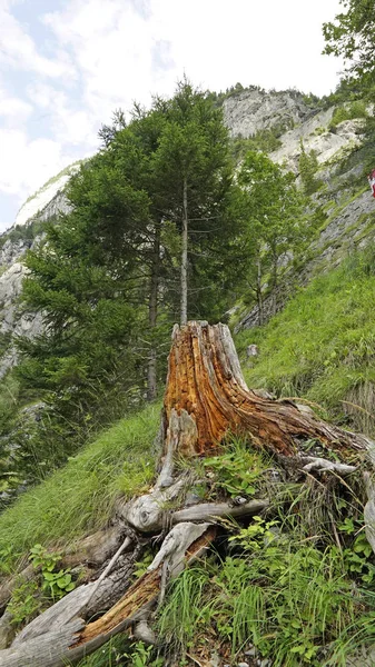Старе Дерево Лісі Мальовничий Вид — стокове фото