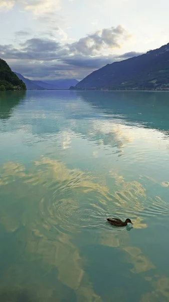 Plan Tranquille Beau Lac Montagne — Photo