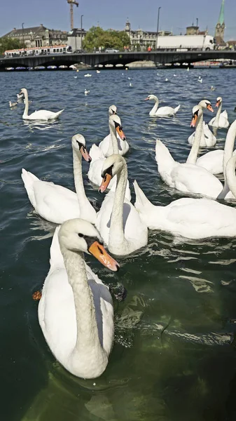 Gölde Beyaz Kuğu Yakın Plan Görünümü — Stok fotoğraf