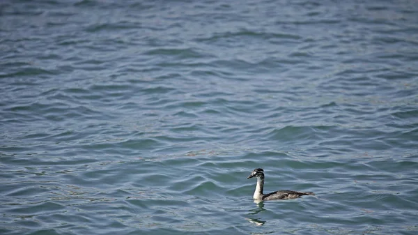 Gran Grebe Cresta Vista Primer Plano Del Lago —  Fotos de Stock