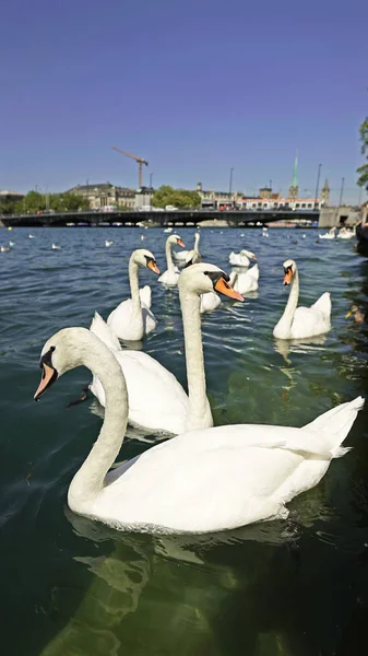 Gölde Beyaz Kuğu Yakın Görüş — Stok fotoğraf