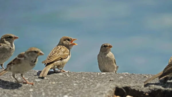 Sparrows Aan Rivier Close Zicht — Stockfoto