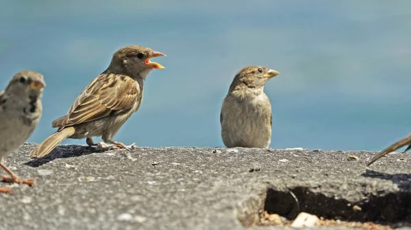 Twee Mus Het Strand Close Uitzicht — Stockfoto