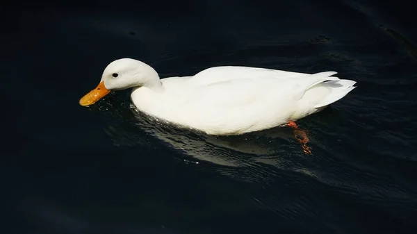 Nehirde Yüzen Beyaz Ördek Yakın Görüş — Stok fotoğraf