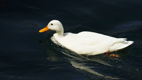 White duck swimming on river, closeup view