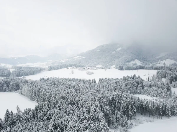 Rustige Luchtfoto Van Prachtige Sneeuw Bedekt Naald Bos — Stockfoto