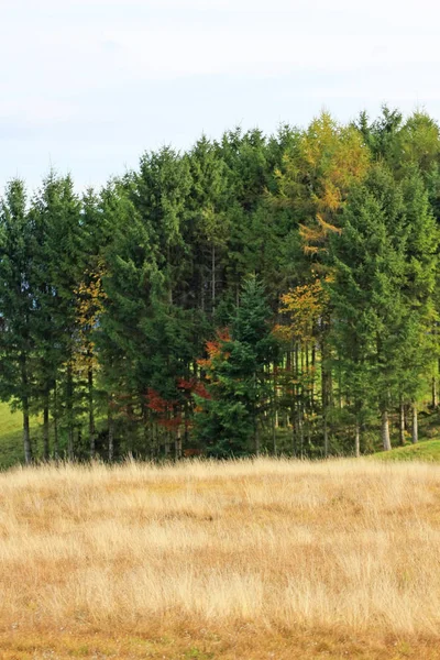 Vista Panorâmica Paisagem Com Floresta Verde Campo — Fotografia de Stock