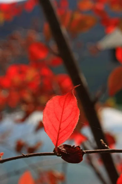 Κόκκινα Φύλλα Σφενδάμου Στο Κλαδί — Φωτογραφία Αρχείου