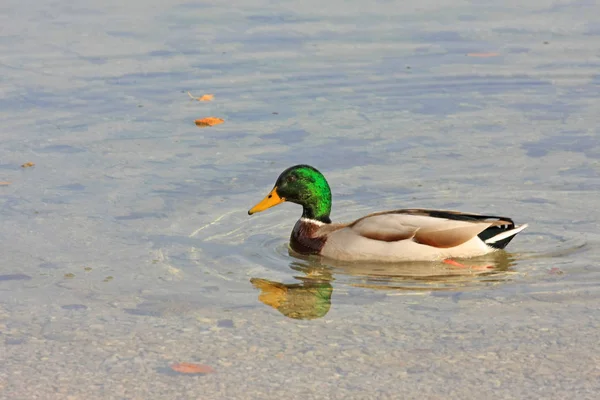 Wilde Eend Het Water Close Zicht — Stockfoto