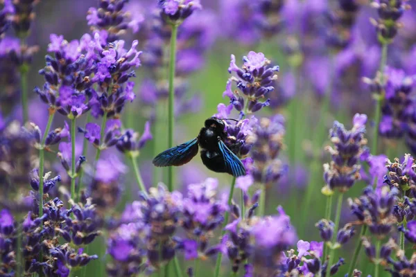 güzel çiçek açan lavanta çiçekleri oturan yaban arısı yakın çekim
