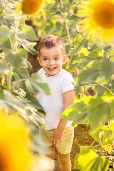 ヒマワリ畑の間に立つ小さな子供。花の間で遊ぶ幼児の少年。夏の楽しみ、休暇のレジャーと田舎の生活アウトドアコンセプト — ストック写真