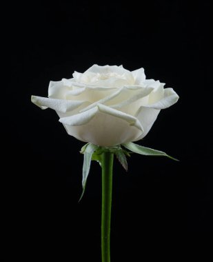 Beyaz gül, siyah arka planda izole edilmiş. Yakın plan.