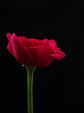 Kırmızı güller siyah arkaplanda