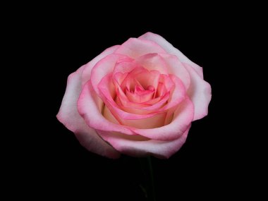 Siyah arkaplanda kırmızı güller yakın plan