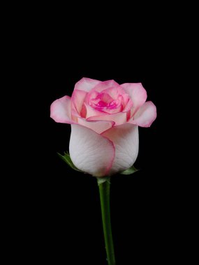 Siyah arkaplanda kırmızı güller yakın plan