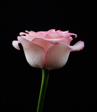 Siyah arkaplanda kırmızı güller yakın plan