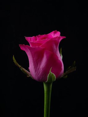 Siyah arkaplanda kırmızı güller yakın plan