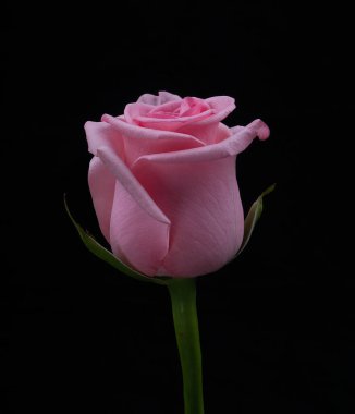 Siyah arkaplanda kırmızı güller yakın plan