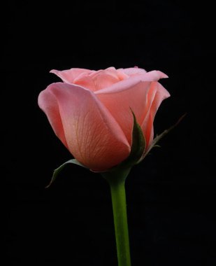 Siyah arkaplanda kırmızı güller yakın plan