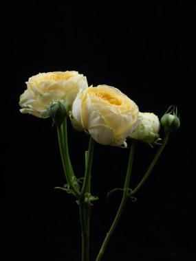 Sarı gül siyah arkaplanda izole