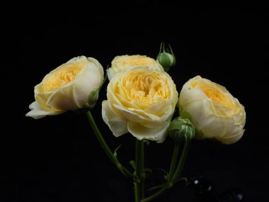 Sarı gül siyah arkaplanda izole