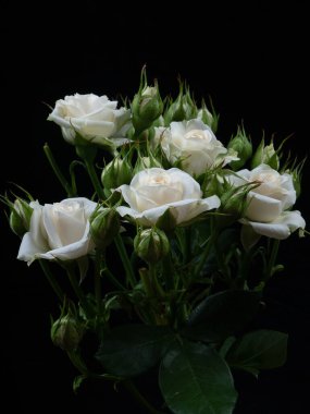 white rose isolated on black background clipart